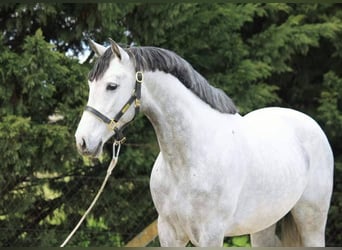 Weitere Ponys/Kleinpferde, Wallach, 7 Jahre, 148 cm, Schimmel
