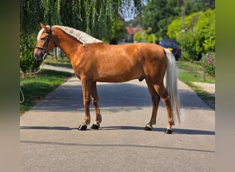 Weitere Ponys/Kleinpferde, Wallach, 7 Jahre, 150 cm, Palomino