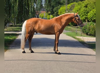 Weitere Ponys/Kleinpferde, Wallach, 7 Jahre, 150 cm, Palomino