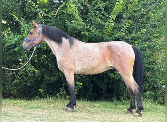 Weitere Ponys/Kleinpferde, Wallach, 7 Jahre, 150 cm, Rotschimmel