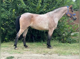 Weitere Ponys/Kleinpferde, Wallach, 7 Jahre, 150 cm, Rotschimmel