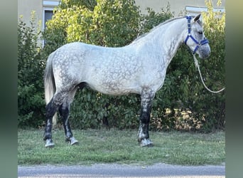 Weitere Ponys/Kleinpferde, Wallach, 7 Jahre, 150 cm, Schimmel