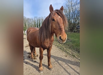 Weitere Ponys/Kleinpferde Mix, Wallach, 7 Jahre, 155 cm, Fuchs