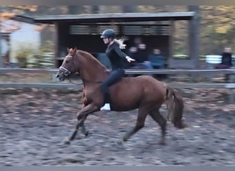 Weitere Ponys/Kleinpferde, Wallach, 7 Jahre, 156 cm, Fuchs