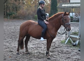 Weitere Ponys/Kleinpferde, Wallach, 7 Jahre, 156 cm, Fuchs