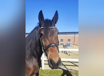 Weitere Ponys/Kleinpferde, Wallach, 7 Jahre, 159 cm, Dunkelbrauner