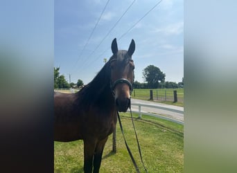 Weitere Ponys/Kleinpferde, Wallach, 7 Jahre, 159 cm, Dunkelbrauner