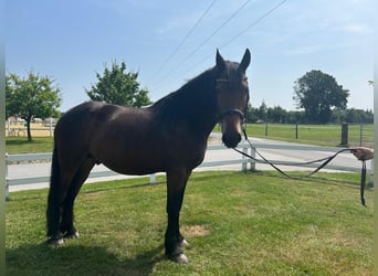 Weitere Ponys/Kleinpferde, Wallach, 7 Jahre, 159 cm, Dunkelbrauner