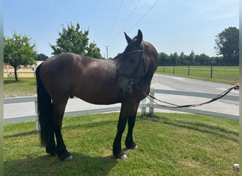Weitere Ponys/Kleinpferde, Wallach, 7 Jahre, 159 cm, Dunkelbrauner