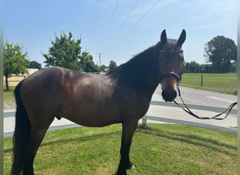 Weitere Ponys/Kleinpferde, Wallach, 7 Jahre, 159 cm, Dunkelbrauner