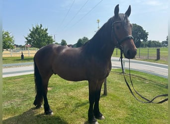 Weitere Ponys/Kleinpferde, Wallach, 7 Jahre, 159 cm, Dunkelbrauner