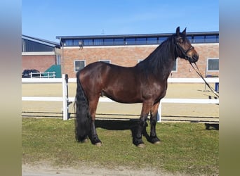 Weitere Ponys/Kleinpferde, Wallach, 7 Jahre, 159 cm, Dunkelbrauner