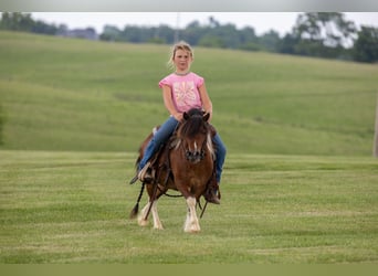 Weitere Ponys/Kleinpferde, Wallach, 7 Jahre, 94 cm