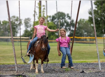 Weitere Ponys/Kleinpferde, Wallach, 7 Jahre, 94 cm