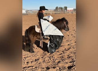 Weitere Ponys/Kleinpferde, Wallach, 7 Jahre, 97 cm, Rappe