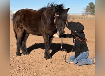 Weitere Ponys/Kleinpferde, Wallach, 7 Jahre, 97 cm, Rappe