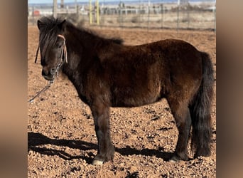 Weitere Ponys/Kleinpferde, Wallach, 7 Jahre, 97 cm, Rappe