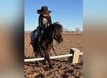 Weitere Ponys/Kleinpferde, Wallach, 7 Jahre, 97 cm, Rappe