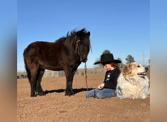 Weitere Ponys/Kleinpferde, Wallach, 7 Jahre, 97 cm, Rappe