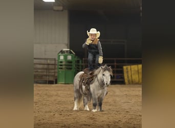 Weitere Ponys/Kleinpferde, Wallach, 7 Jahre, 97 cm, Schimmel