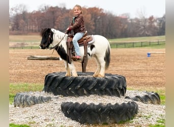 Weitere Ponys/Kleinpferde, Wallach, 7 Jahre, 99 cm, Schecke