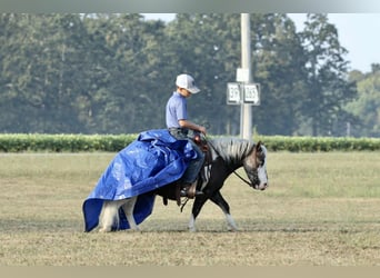 Weitere Ponys/Kleinpferde, Wallach, 7 Jahre, 99 cm, Schecke