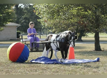 Weitere Ponys/Kleinpferde, Wallach, 7 Jahre, 99 cm, Schecke