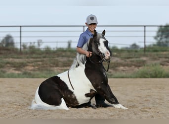 Weitere Ponys/Kleinpferde, Wallach, 7 Jahre, 99 cm, Schecke