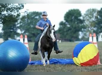 Weitere Ponys/Kleinpferde, Wallach, 7 Jahre, 99 cm, Schecke