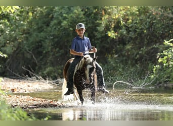 Weitere Ponys/Kleinpferde, Wallach, 7 Jahre, 99 cm, Schecke