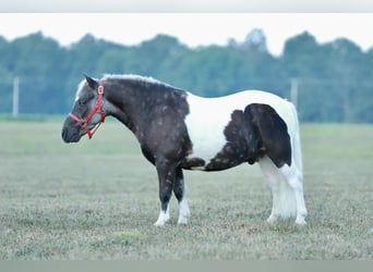 Weitere Ponys/Kleinpferde, Wallach, 7 Jahre, 99 cm, Schecke