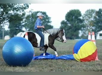 Weitere Ponys/Kleinpferde, Wallach, 7 Jahre, 99 cm, Schecke