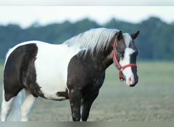 Weitere Ponys/Kleinpferde, Wallach, 7 Jahre, 99 cm, Schecke
