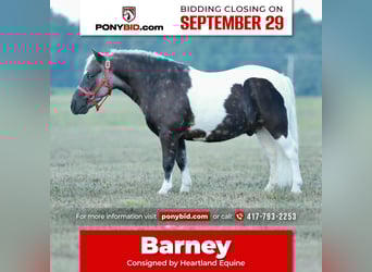 Weitere Ponys/Kleinpferde, Wallach, 7 Jahre, 99 cm, Schecke