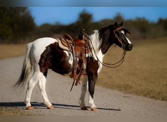 Weitere Ponys/Kleinpferde, Wallach, 7 Jahre, Schecke