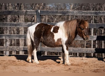 Weitere Ponys/Kleinpferde, Wallach, 8 Jahre, 102 cm, Schecke