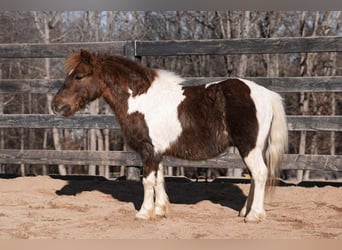 Weitere Ponys/Kleinpferde, Wallach, 8 Jahre, 102 cm, Schecke