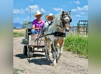 Weitere Ponys/Kleinpferde, Wallach, 8 Jahre, 107 cm