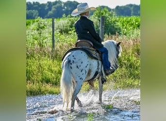 Weitere Ponys/Kleinpferde, Wallach, 8 Jahre, 107 cm