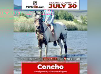 Weitere Ponys/Kleinpferde, Wallach, 8 Jahre, 107 cm