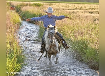 Weitere Ponys/Kleinpferde, Wallach, 8 Jahre, 107 cm