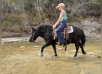 Weitere Ponys/Kleinpferde, Wallach, 8 Jahre, 109 cm, Rappe