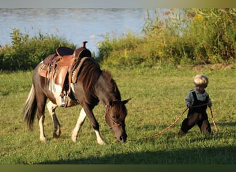 Weitere Ponys/Kleinpferde, Wallach, 8 Jahre, 109 cm, Schecke