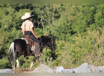 Weitere Ponys/Kleinpferde, Wallach, 8 Jahre, 109 cm, Schecke