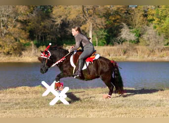 Weitere Ponys/Kleinpferde, Wallach, 8 Jahre, 112 cm, Rappe