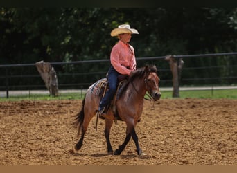 Weitere Ponys/Kleinpferde, Wallach, 8 Jahre, 112 cm, Roan-Bay