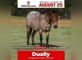 Weitere Ponys/Kleinpferde, Wallach, 8 Jahre, 112 cm, Roan-Bay
