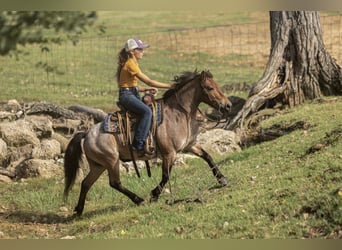 Weitere Ponys/Kleinpferde, Wallach, 8 Jahre, 112 cm, Roan-Bay
