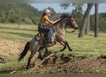 Weitere Ponys/Kleinpferde, Wallach, 8 Jahre, 112 cm, Roan-Bay