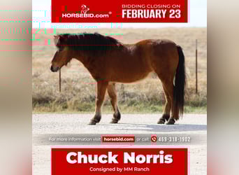 Weitere Ponys/Kleinpferde, Wallach, 8 Jahre, 112 cm, Rotbrauner